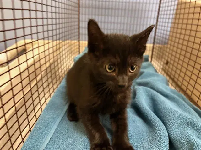 Jerry - Domestic Short Hair
