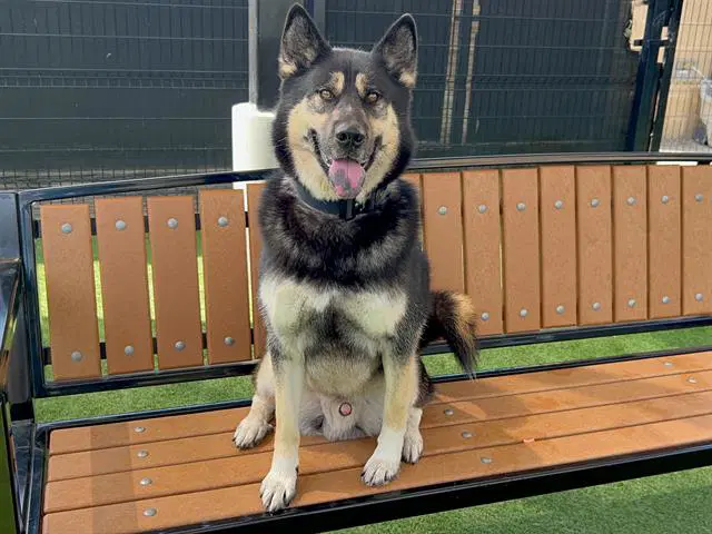 Oslo - Siberian Husky