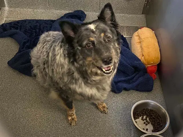 Baby Girl - Australian Cattle Dog/Blue Heeler