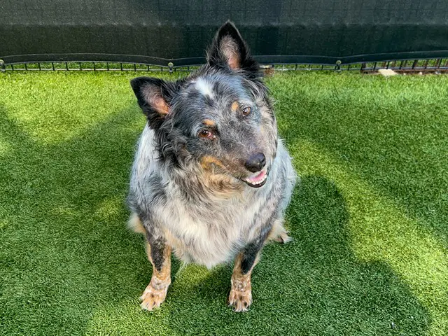 Baby Girl - Australian Cattle Dog/Blue Heeler