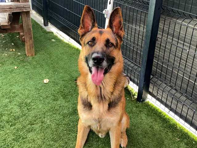 Roody - German Shepherd Dog