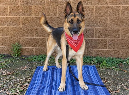 ROODY, a dog for adoption from Orange County Animal Care Center