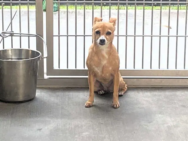 Honey - Chihuahua