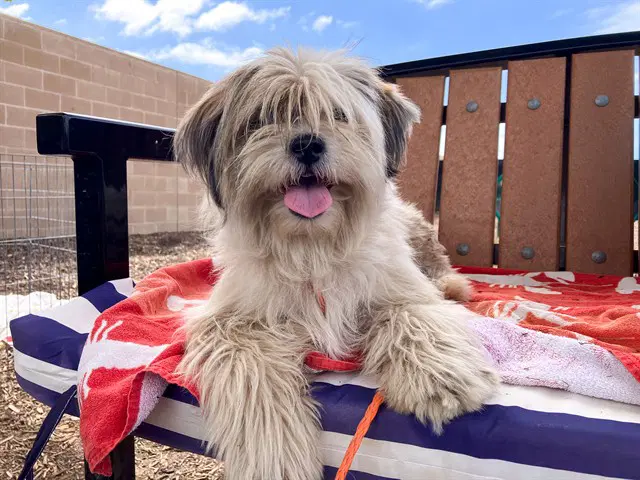 Jake - Shih Tzu