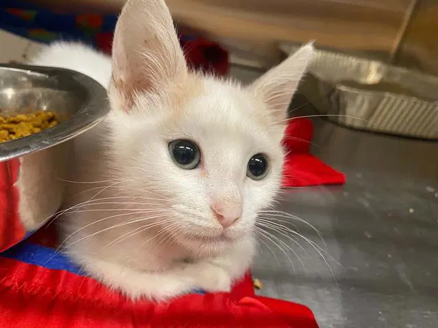 Sora - Domestic Short Hair
