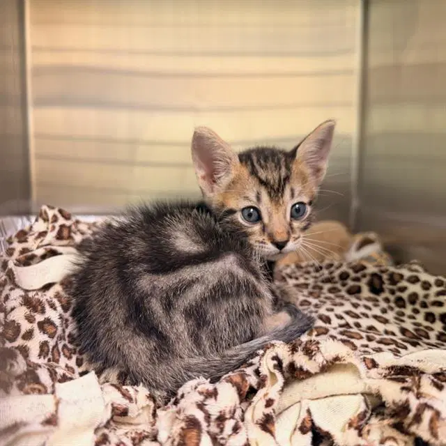 Scary Lary - Domestic Short Hair