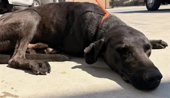 Lucas - Labrador Retriever