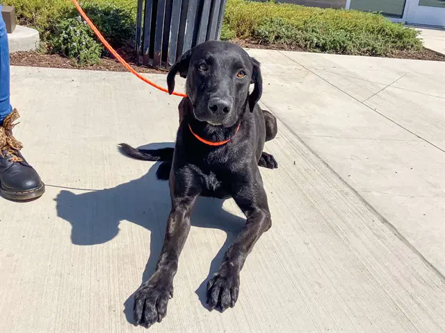 Lucas - Labrador Retriever