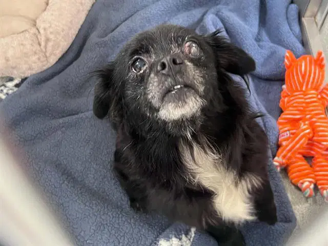 Sam - Pekingese
