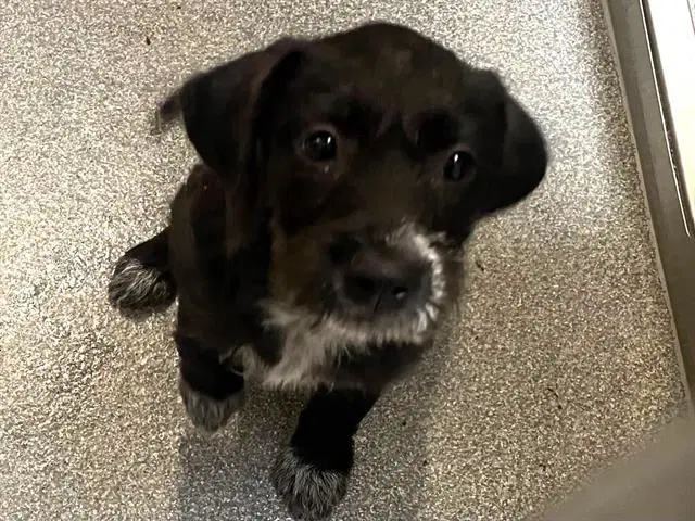 Maizie - Miniature Schnauzer
