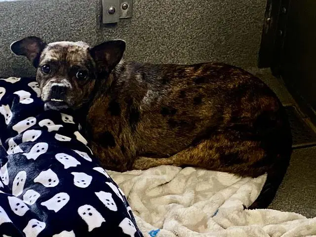 Jackie - Dachshund
