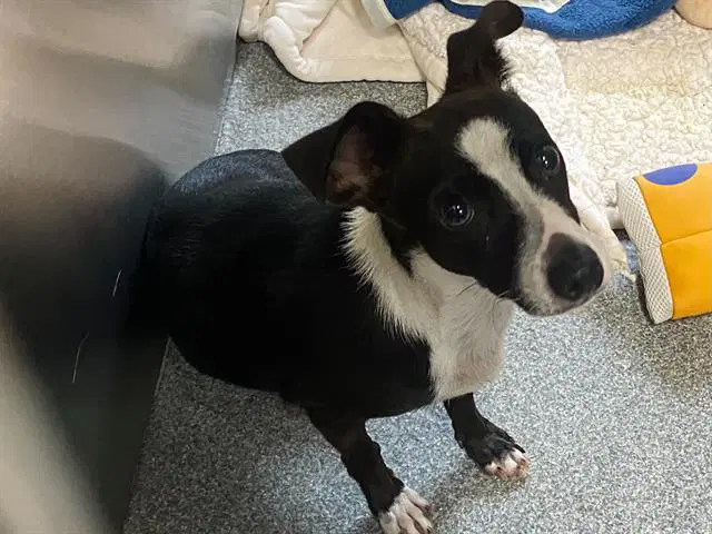 Ariana - Smooth Fox Terrier