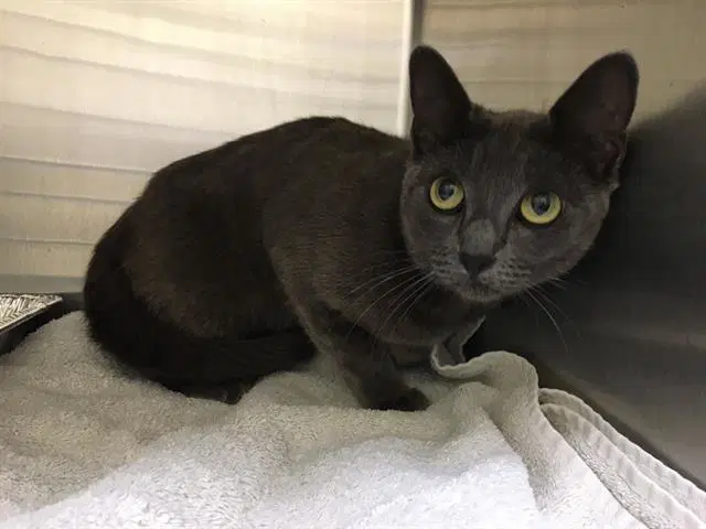 Jellybean - Domestic Short Hair