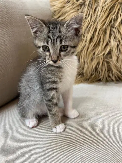 Poppy - Domestic Short Hair