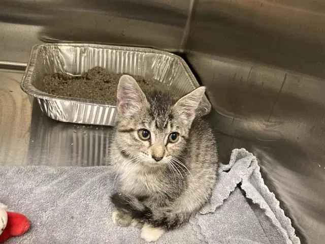 Frenzy - Domestic Short Hair