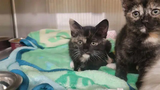 Lucy - Domestic Short Hair