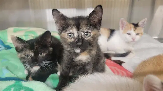Tandi - Domestic Short Hair