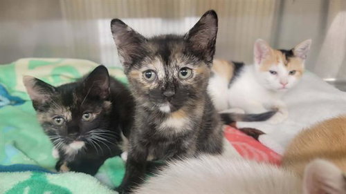 TANDI, a cat for adoption from Orange County Animal Care Center