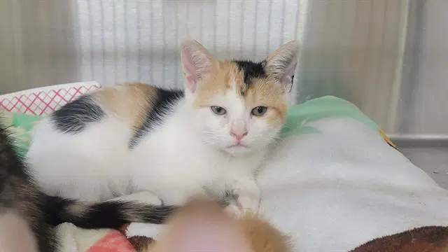 Barb - Domestic Short Hair