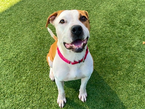 GRISELDA, a dog for adoption from Orange County Animal Care Center