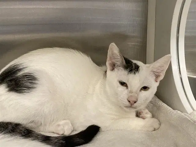 Minestrone - Domestic Short Hair