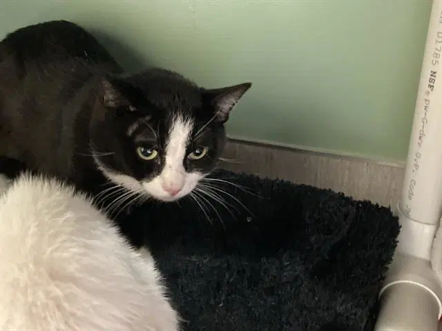 Ghoulash - Domestic Short Hair