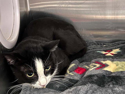 GHOULASH, a cat for adoption from Orange County Animal Care Center