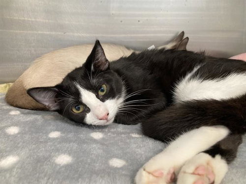 ANADAMA, a cat for adoption from Orange County Animal Care Center