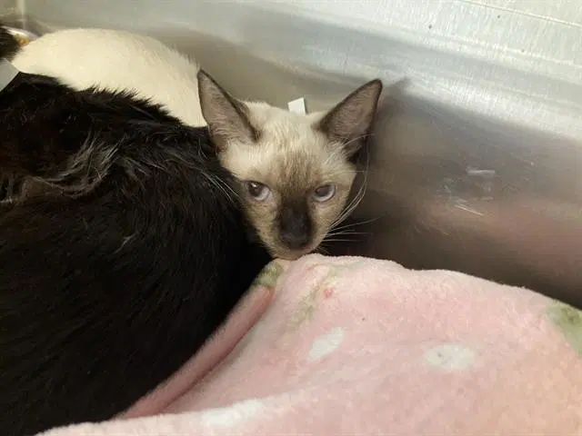 Anpan - Siamese