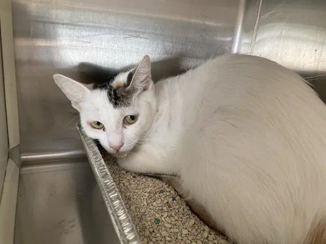 Apple - Domestic Short Hair