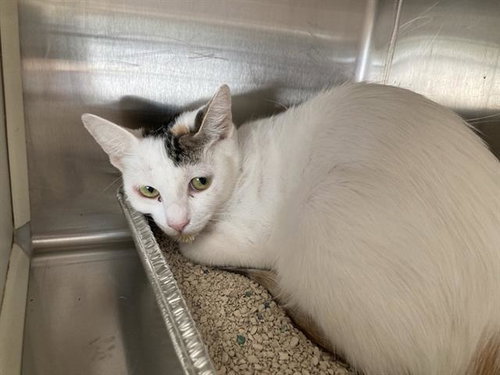 APPLE, a cat for adoption from Orange County Animal Care Center