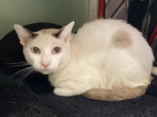 Wonton - Snowshoe
