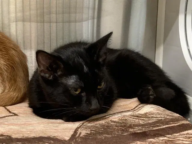 Tomato - Domestic Short Hair