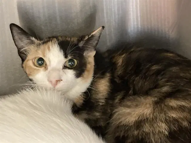 Baba - Domestic Short Hair