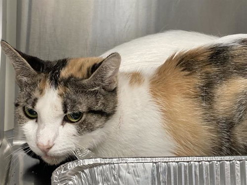 BAGUETTE, a cat for adoption from Orange County Animal Care Center
