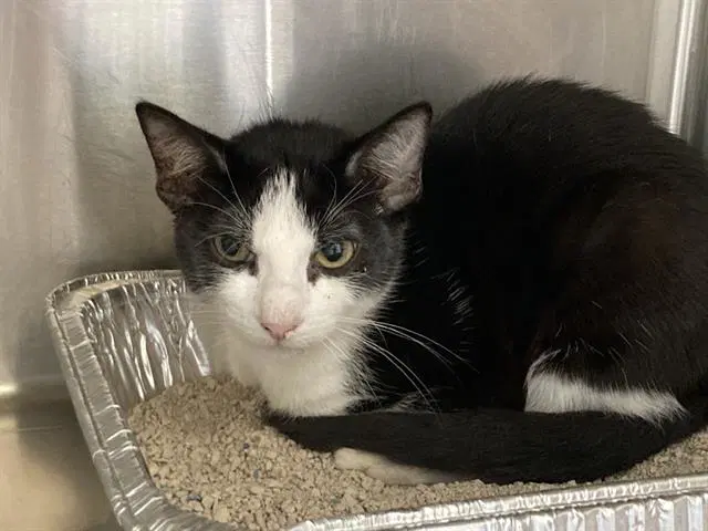 Bammy - Domestic Short Hair