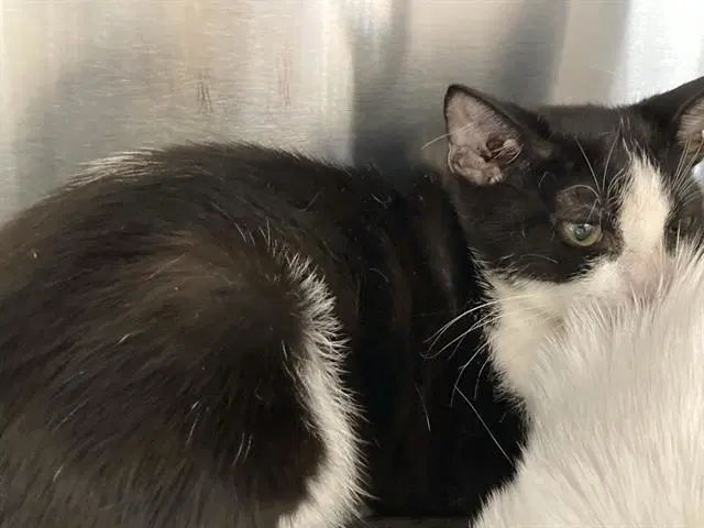 Banh Mi - Domestic Short Hair