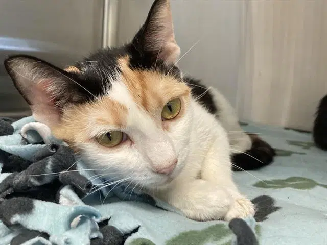Barbari - Domestic Short Hair