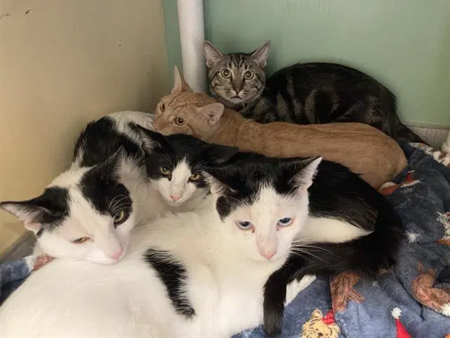 Consomm - Domestic Short Hair