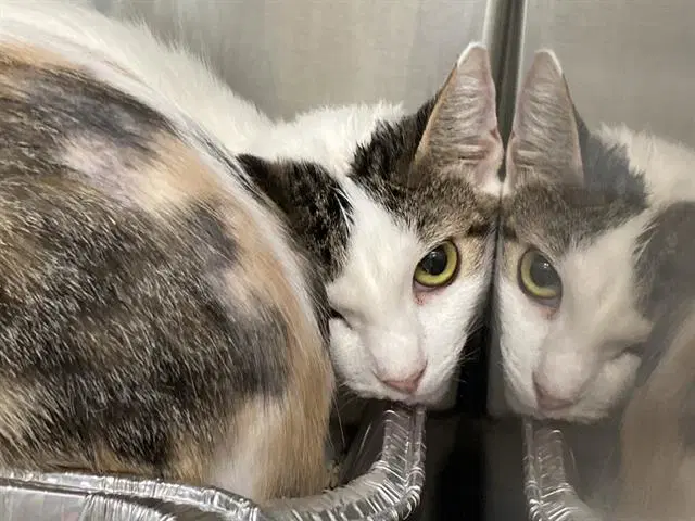 Bolani - Domestic Short Hair