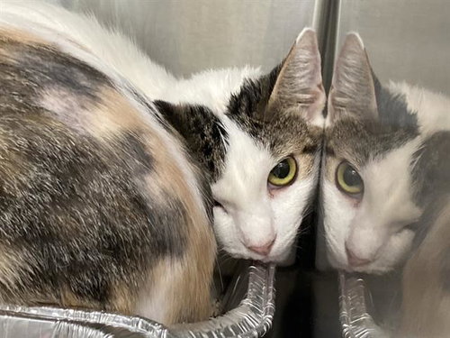 BOLANI, a cat for adoption from Orange County Animal Care Center