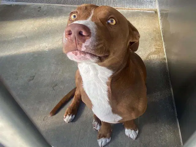 Takoyaki - Staffordshire Bull Terrier
