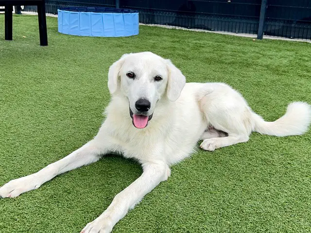Sarah - Great Pyrenees