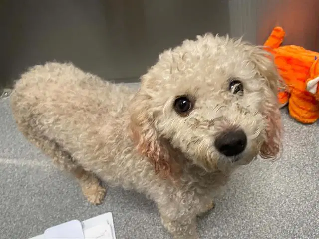 Shelby - Poodle (Miniature)