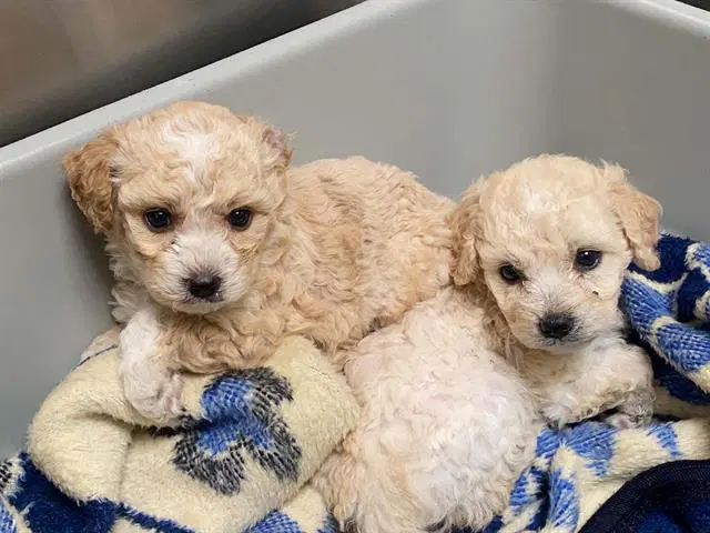 Maui - Poodle (Miniature)