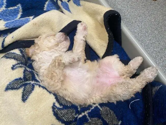 Duchess - Poodle (Miniature)