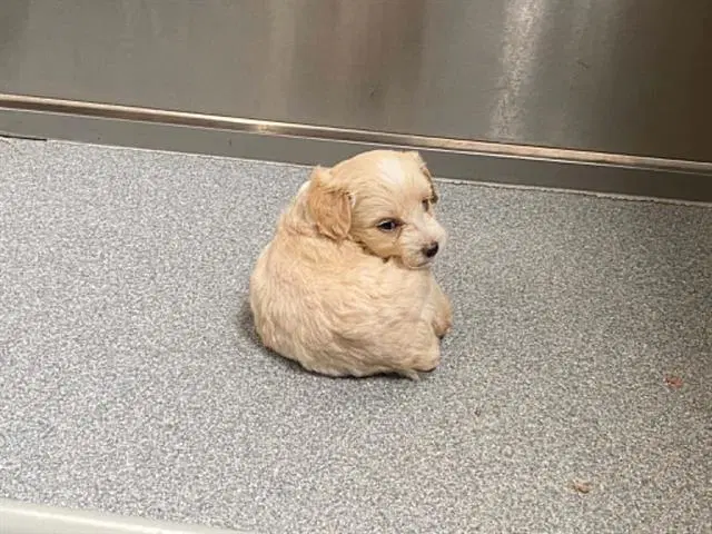 Meeko - Poodle (Miniature)