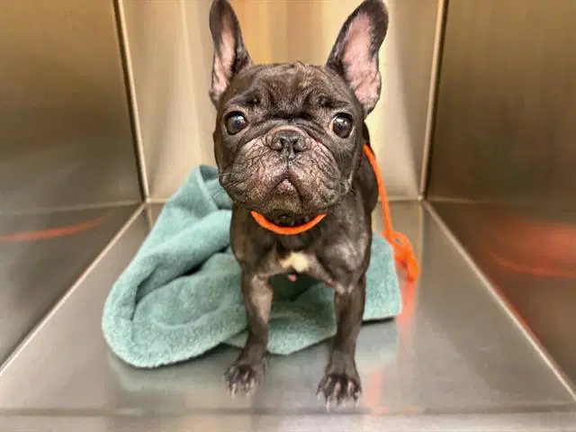 Ellie - French Bulldog