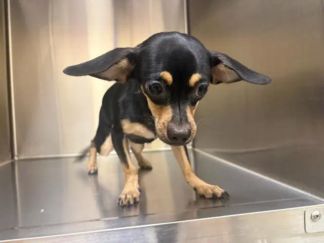 Chelsea - Chihuahua