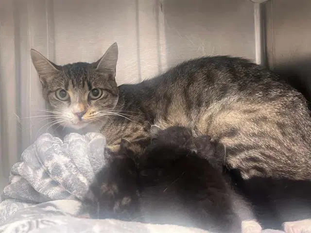 Peckish - Domestic Short Hair